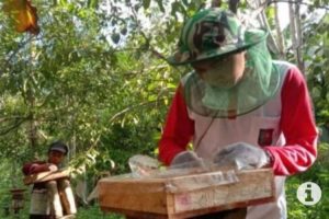 Tingkat Permintaan Madu di Picu COVID-19 di Kabupaten Paser, Kaltim