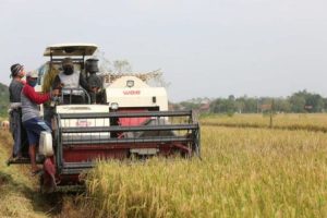 Produksi Alami Peningkatan 1,36 Persen di Jateng