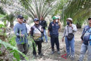 Gubernur Babel Tinjau Peremajaan Sawit Petani Nyelanding