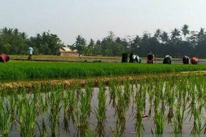 Pemeritah Resmi Luncurkan Asuransi Pertanian Berbasis AYI di Karawang