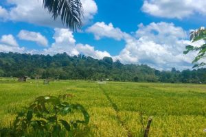 Aceh Jaya Butuh Dukungan Pemprov Tingkatkan Produksi Padi