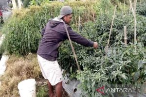 Erupsi Merapi Akibatkan 8 Dukuh di Tlogolele Boyolali Hujan Abu