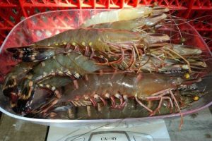 KKP: Utamakan Revitalisasi Ketimbang Buka Lahan Baru