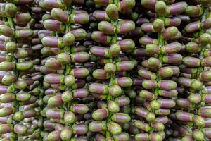 Aren Berpotensi Jadi Komoditas Perkebunan Berkelanjutan