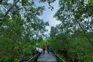 Mengangkat Potensi Kemaritiman , Mangrove Di Kepulauan Riau