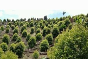 Komoditas Perkebunan Di Maluku Utara Mulai Naik