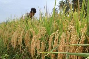 Pemkab Pesisir Selatan: Optimistis Hasil Padi 2022 Sesuai Target