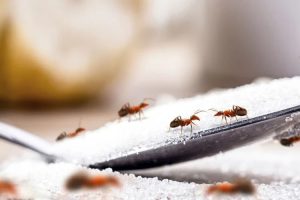 Bagaimana Sih Hukum Memakan Semut di dalam Makanan dan Minuman