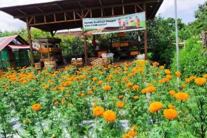 Pertamina Bantu Petani Tingkatkan Pendapatan dengan Pengembangan Wisata Edukasi