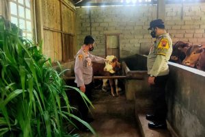 Antisipasi Virus PMK, Polres Banjarnegara Blusukan ke Kandang Sapi 