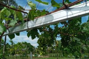 Bekas Tambang Disulap Jadi Kebun Anggur di Belitung