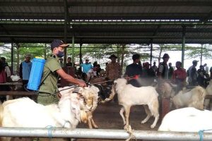 Cegah PMK, Pasar Hewan di Kudus Disemprot Cairan Disinfektan
