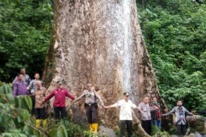 Wow! Pohon Terbesar di Dunia Tumbuh di Agam