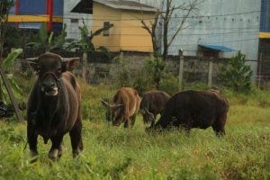 Jelang Idul Adha, Balikpapan Kekurangan Pasokan Sapi Kurban