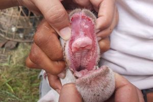 PMK Masuk Sukabumi, Peternak Diimbau Waspada