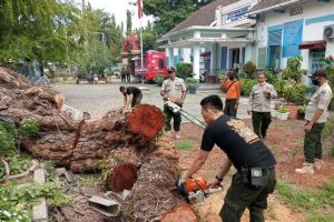 Diterjang Angin Kencang, Pohon Setinggi 15 Meter Tumbang 