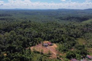 PLN Gandeng Pramuka Jalankan Program Penghijauan Seluas 2 Hektare Di Sanggau