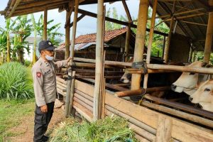 Cegah Virus PMK, Polres Banjarnegara Monitoring Peternak Sapi