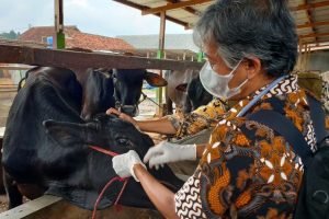 Dinas Pertanian Bandarlampung Pastikan Hewan Kurban Aman Dari PMK