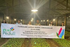 PLN-Petani Kembangkan Bunga Krisan Lewat Metode Electrifying Agriculture