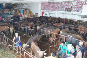 Bandan Karantina Tarakan Pastikan Hewan Kurban Berkondisi Sehat