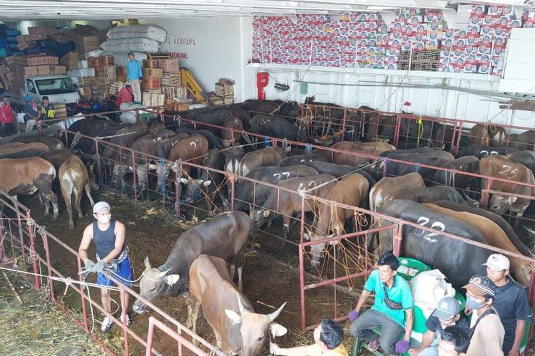 Bandan Karantina Tarakan Pastikan Hewan Kurban Berkondisi Sehat