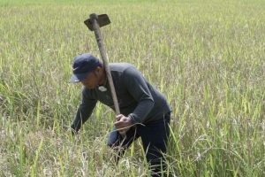 Program Mandiri Benih Sulsel Bawa Dampak Poditif Bagi Petani di Maros