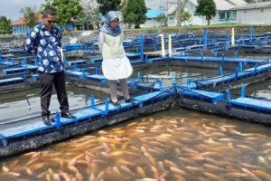 Produksi ikan di Pasaman Barat 77.843 ton hingga akhir Agustus 2022