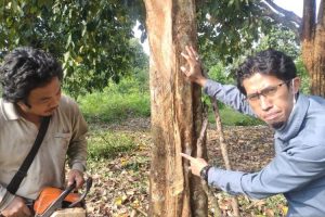 Distan OKU : Ratusan batang pohon duku mati akibat karat daun