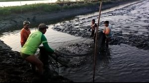 Anjloknya Harga Ikan Nila Salin, Petani Tambak di Tayu Merugi