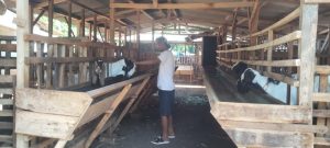 Jelang Idul Adha, Pedagang Kambing di Pati Kebanjiran Order