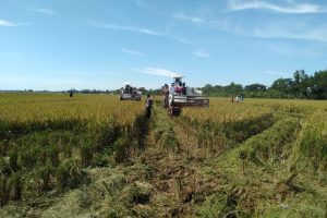 Dinas Pertanian Purwakarta: Serangan OPT tak ganggu produktivitas padi