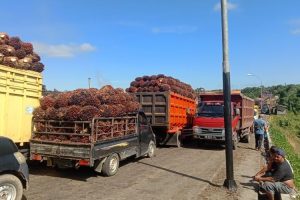 Mukomuko upayakan solusi pemasaran sawit petani lokal