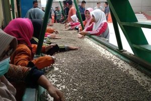 Harga Kopi Gayo Meningkat Tajam