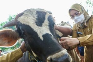Pemkab Purwakarta Turunkan 70 Petugas Pemeriksa Hewan Kurban di 17 Kecamatan