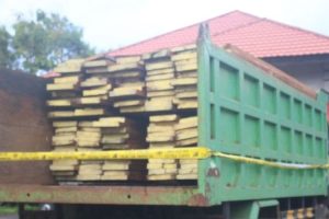 Polisi Bekuk 3 Penyelundup Kayu Ilegal di Tanimbar Maluku