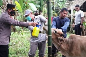 1.024 Ternak di Aceh Barat Terjangkit PMK