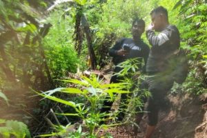 Polisi Temukan 10 Hektare Ladang Ganja di lereng Gunung Karuhun