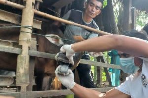 1.157 Hewan Ternak di Aceh Barat Sembuh dari PMK