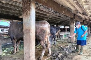 Panitia Kurban Diminta Perhatikan Pedoman Pemotongan Hewan