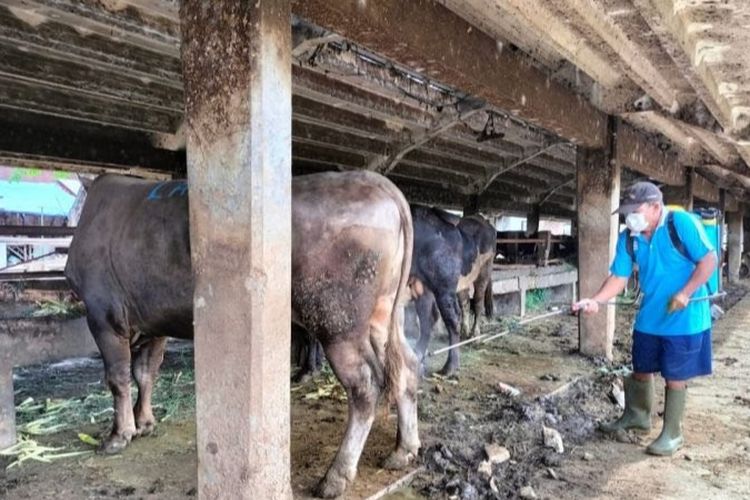 Panitia Kurban Diminta Perhatikan Pedoman Pemotongan Hewan