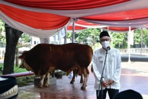 Ma’ruf Amin Sumbangkan Seekor Sapi Seberat Satu Ton untuk Masjid Istiqlal