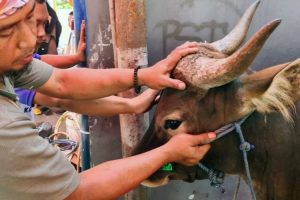 Cacing Hati Ditemukan Pada 3 Sapi Kurban di Pasar Rebo