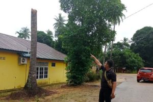 Nahas, Seorang Siswi SMA Tewas Tertimpa Pohon Kelapa Saat Berangkat Sekolah