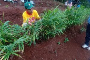 Distan Lebak tingkatkan produksi jahe penuhi tingginya kebutuhan pasar