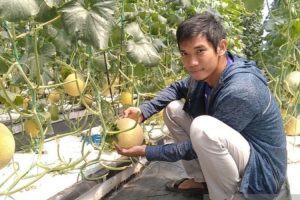 Keren! Petani di Kudus Budidaya Melon dengan Sistem Hidroponik