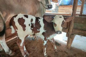 Pemkot Cirebon kembangkan sapi belgian blue tingkatkan produksi daging