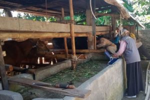23 Ribu ternak di Lombok Tengah telah divaksin PMK