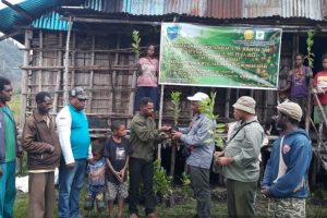 BPTP salurkan 6.000 benih kopi kepada petani Pegunungan Arfak