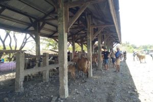 Pasar Hewan di Lombok Tengah tetap dibuka